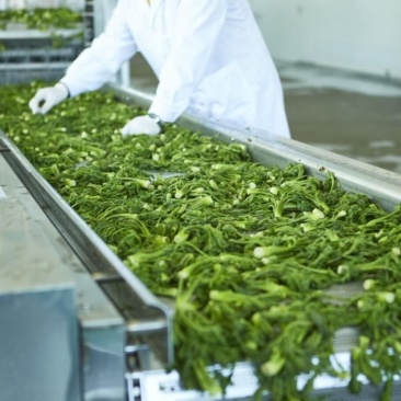 工厂速冻东北山野菜、速冻玉米（速冻）