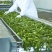 工厂速冻东北山野菜、速冻玉米（速冻）