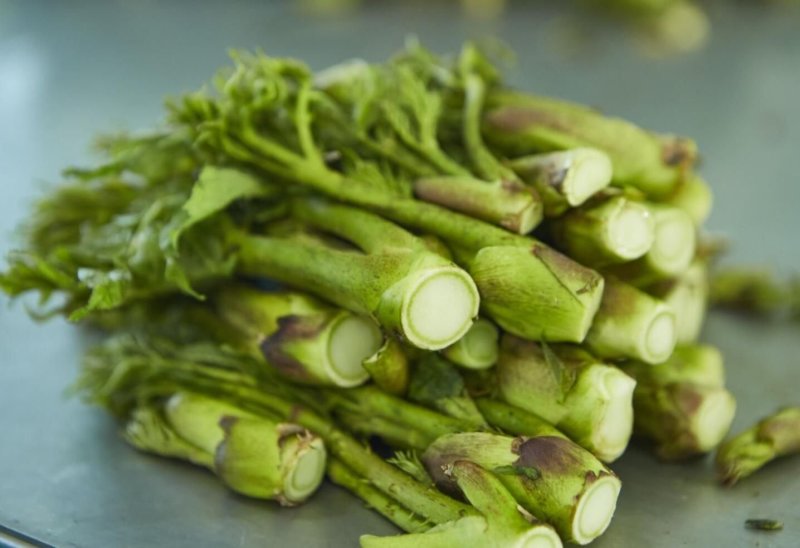 工厂速冻东北山野菜、速冻玉米（速冻）