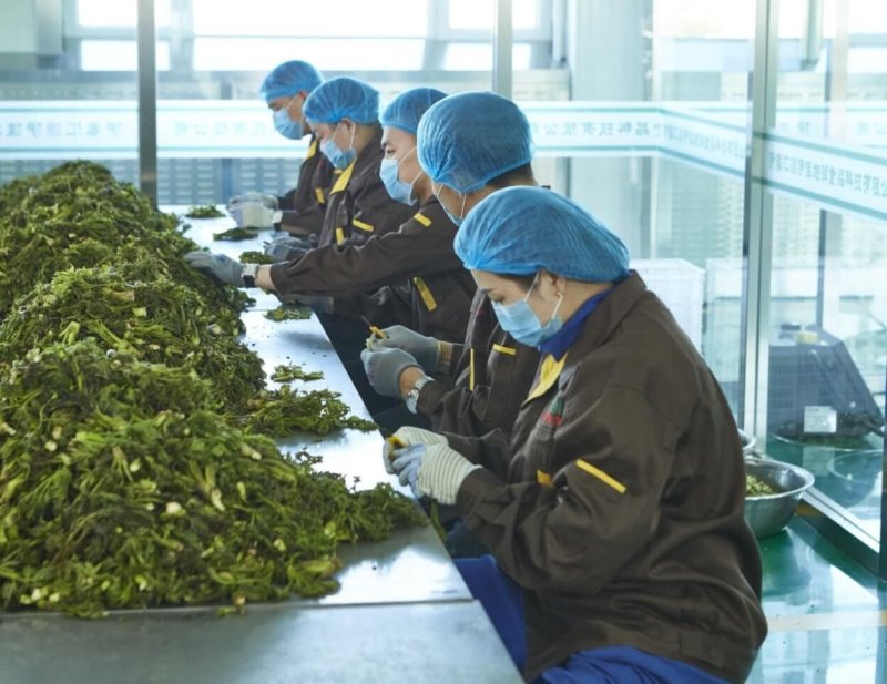 工厂速冻东北山野菜、速冻玉米（速冻）