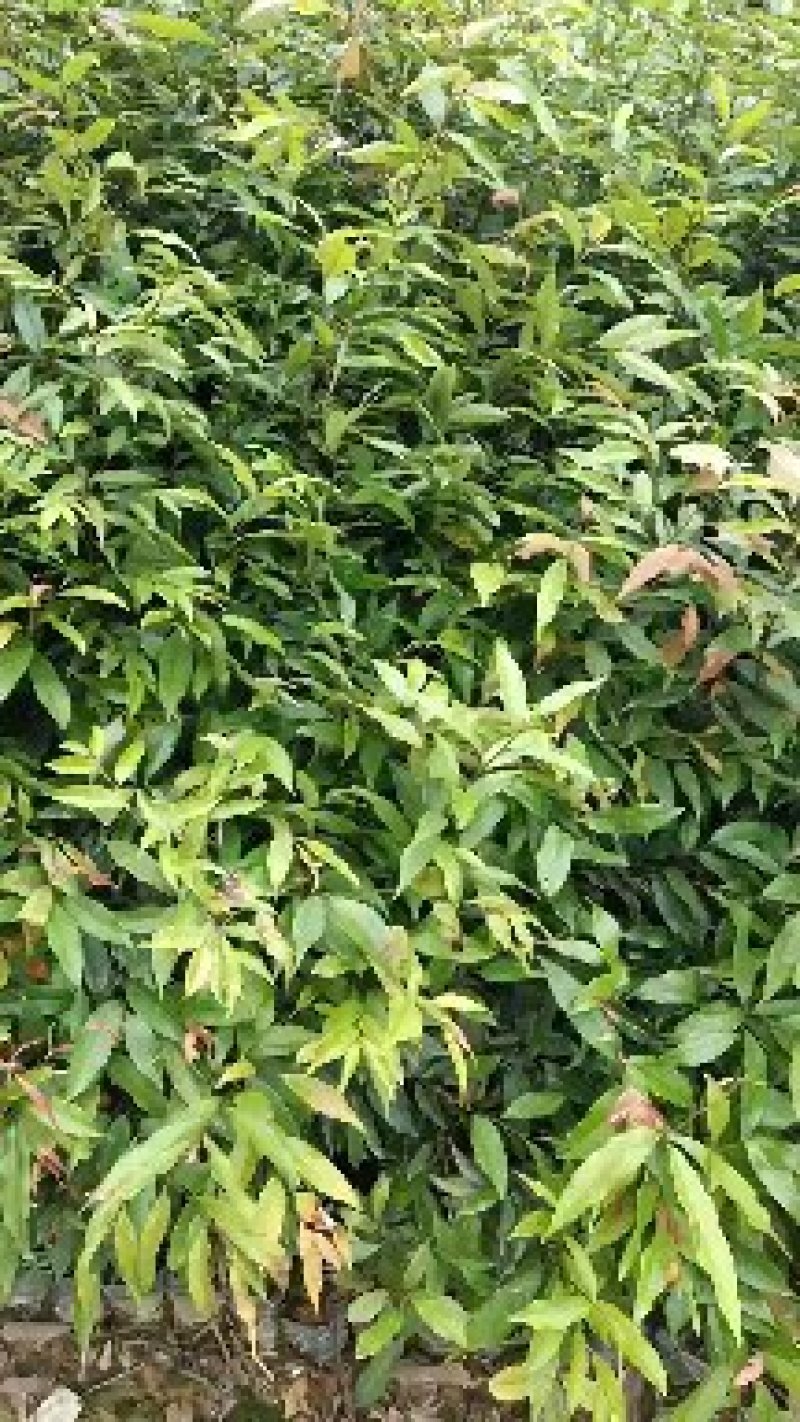 红椎杯苗50公分～80公分高规格保证