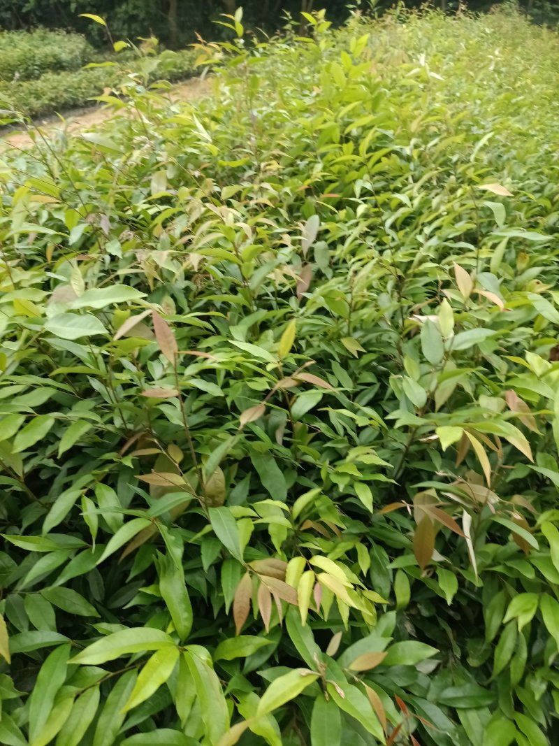 红椎杯苗50公分～80公分高规格保证