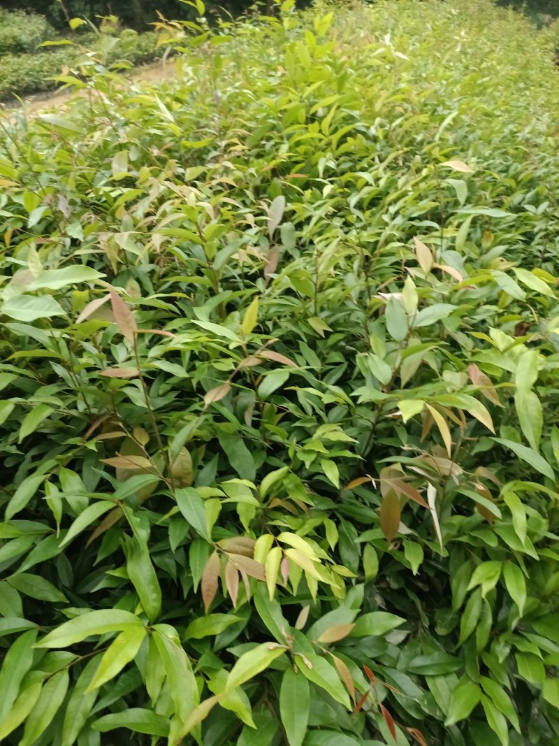 红椎杯苗50公分～80公分高规格保证