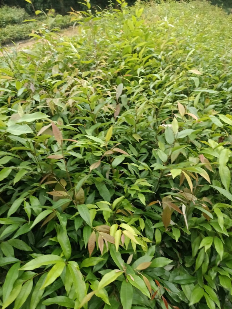 红椎杯苗50公分～80公分高规格保证