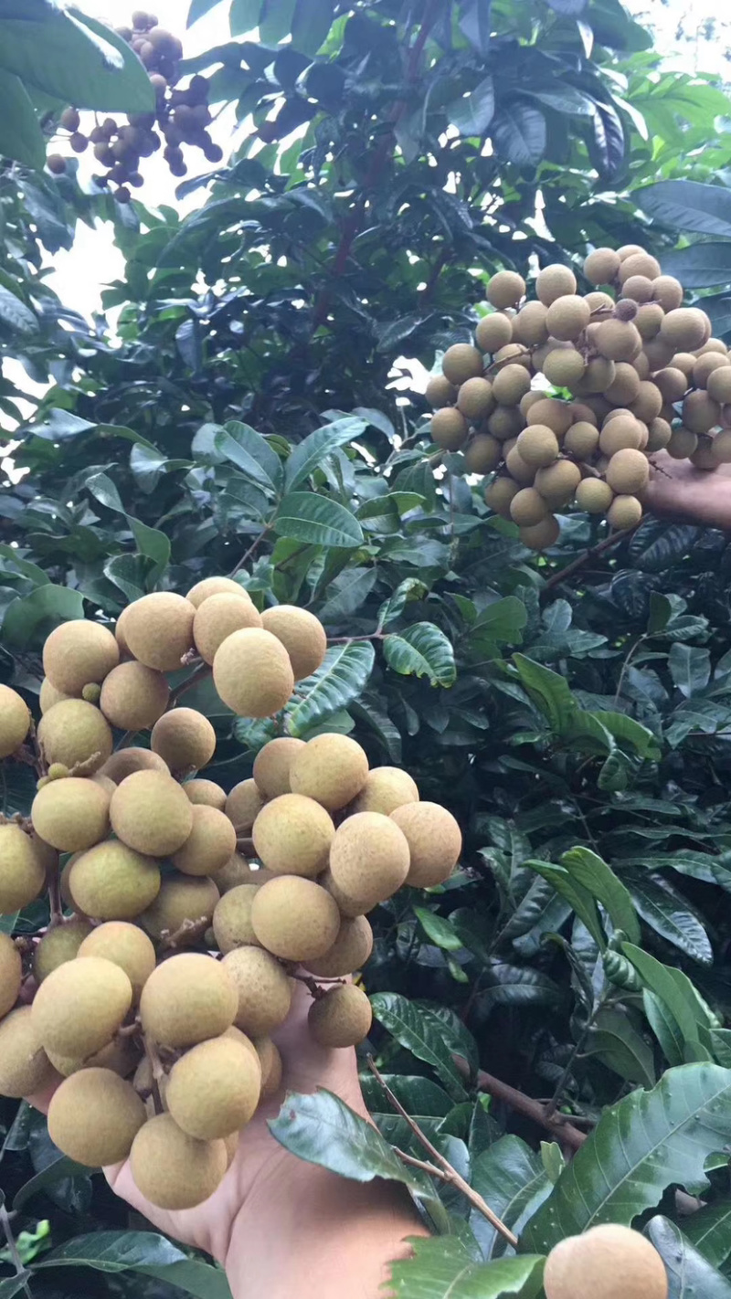 广东产地龙眼精选储良石硖.白天晚上都可以收购新鲜龙眼