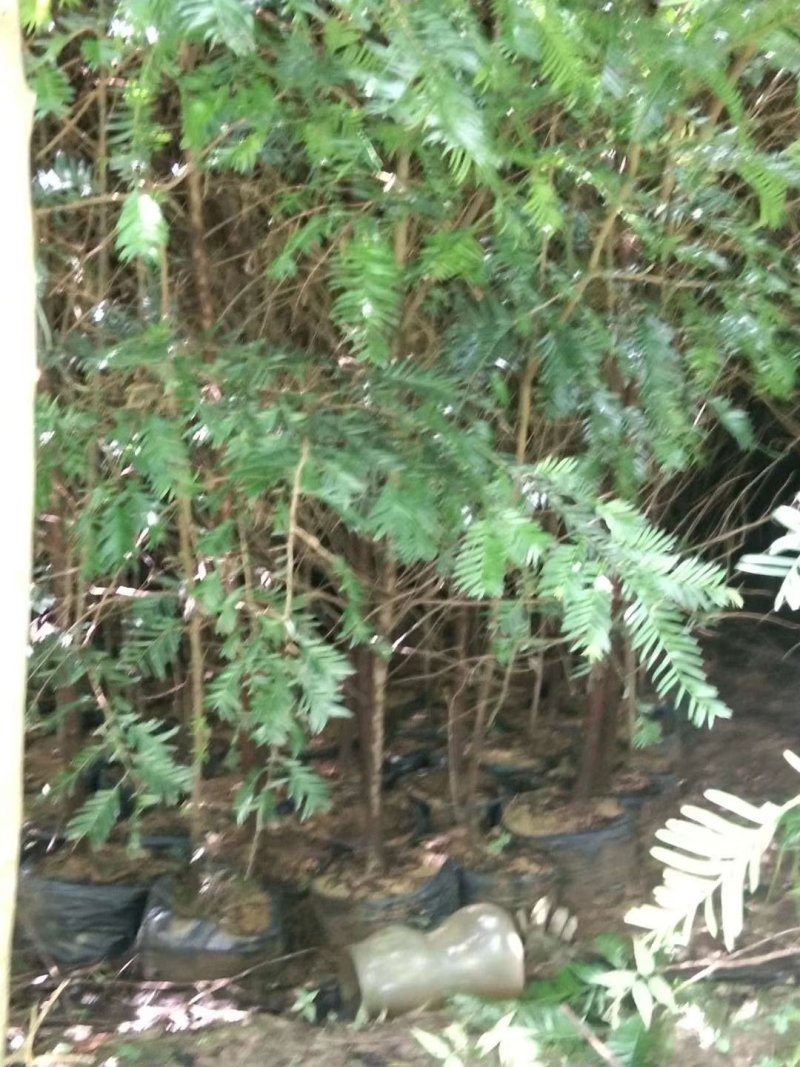 红豆杉杯苗1----3公分，有需要的联系我，具体详谈。
