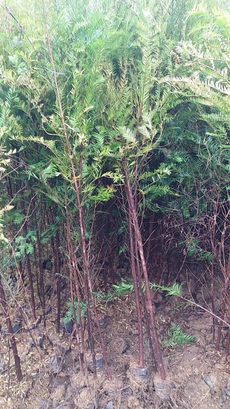 红豆杉杯苗1----3公分，有需要的联系我，具体详谈。