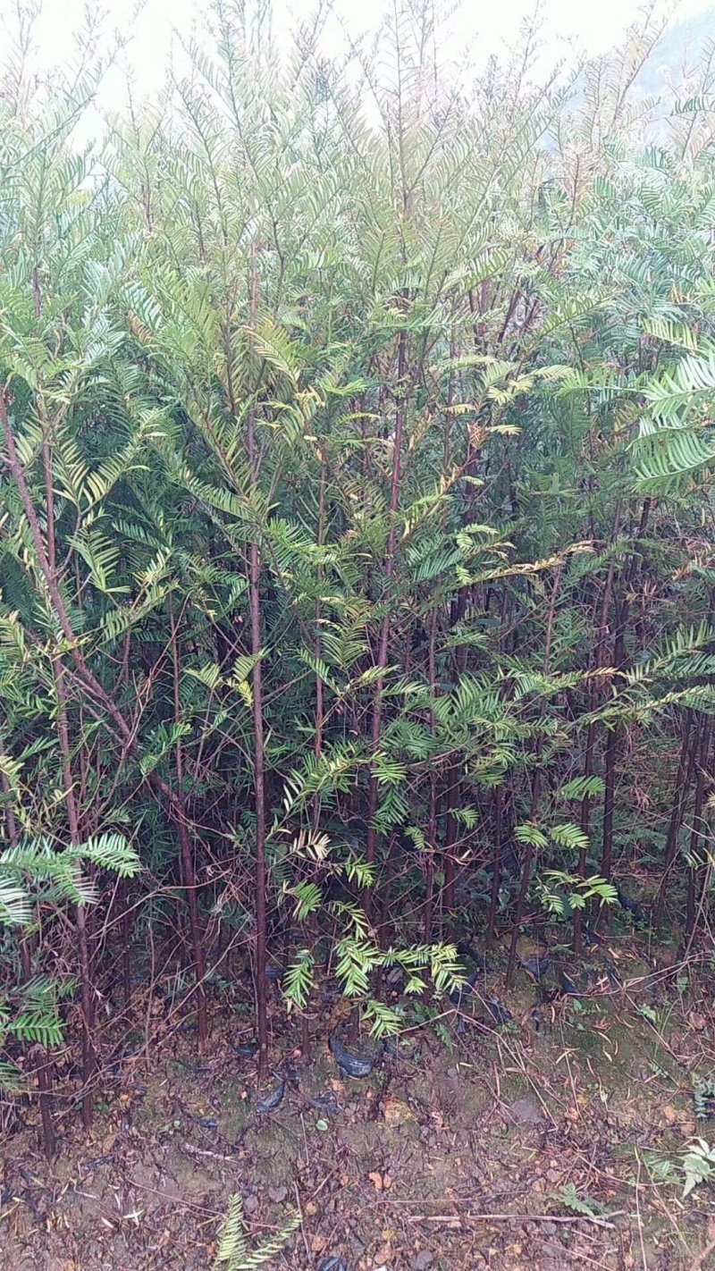 红豆杉杯苗1----3公分，有需要的联系我，具体详谈。