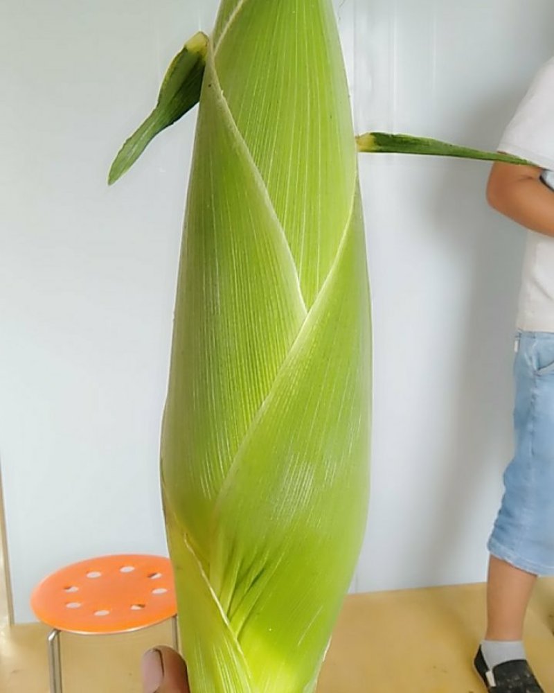 鲜白玉米