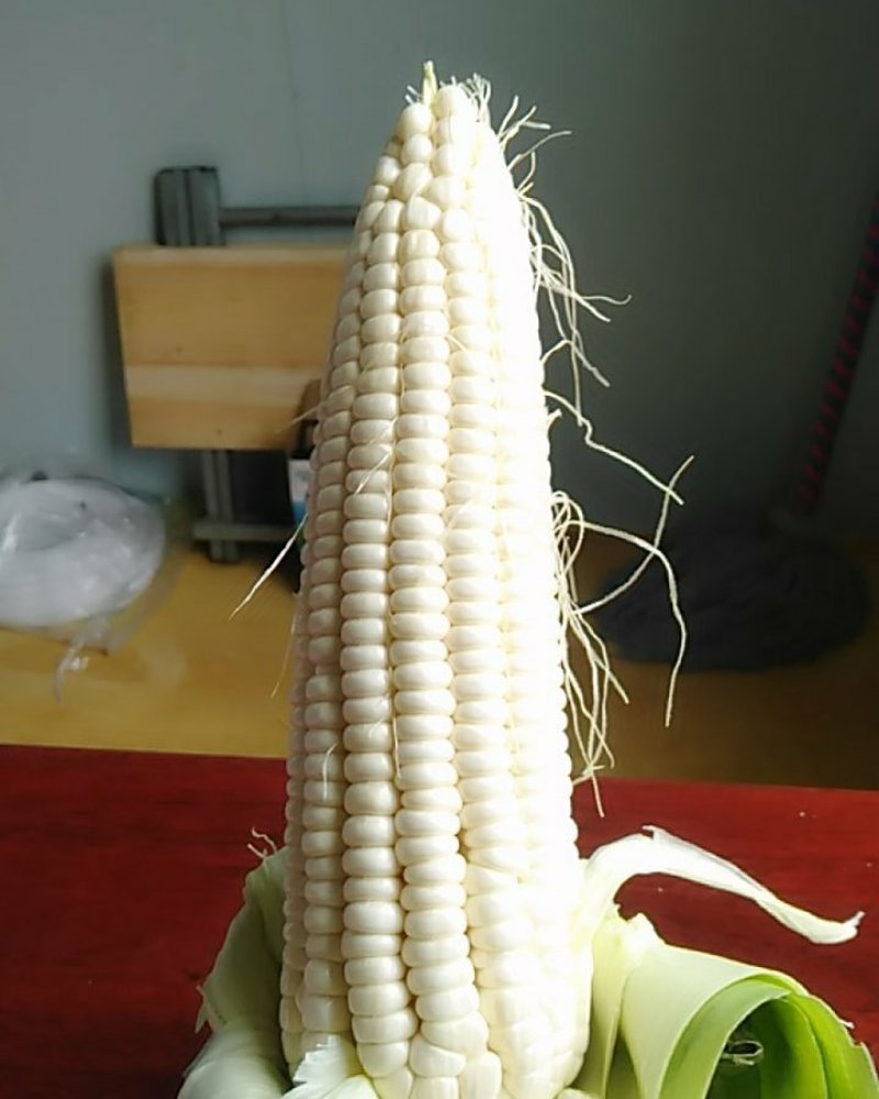 鲜白玉米