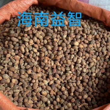海南益智仁