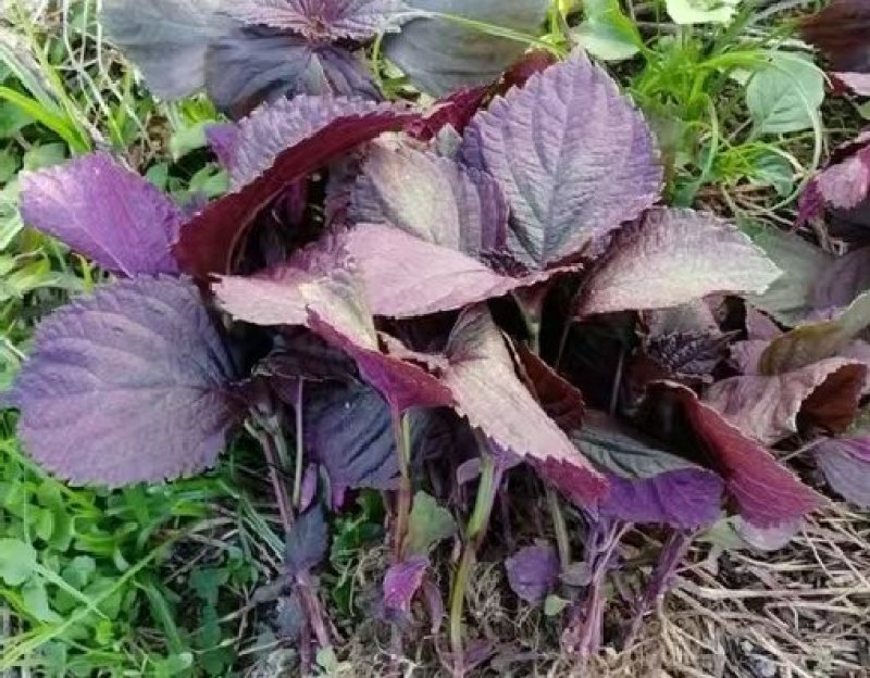 紫苏种子新鲜紫苏苗野生青苏子绿苏叶香料