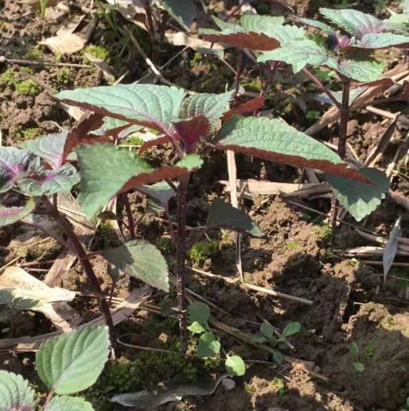 紫苏种子新鲜紫苏苗野生青苏子绿苏叶香料