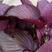 紫苏种子新鲜紫苏苗野生青苏子绿苏叶香料