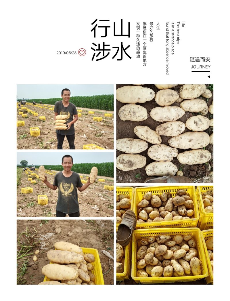 山西吕梁文水精品土豆实验一，沃土，电商，超市，大量供应，