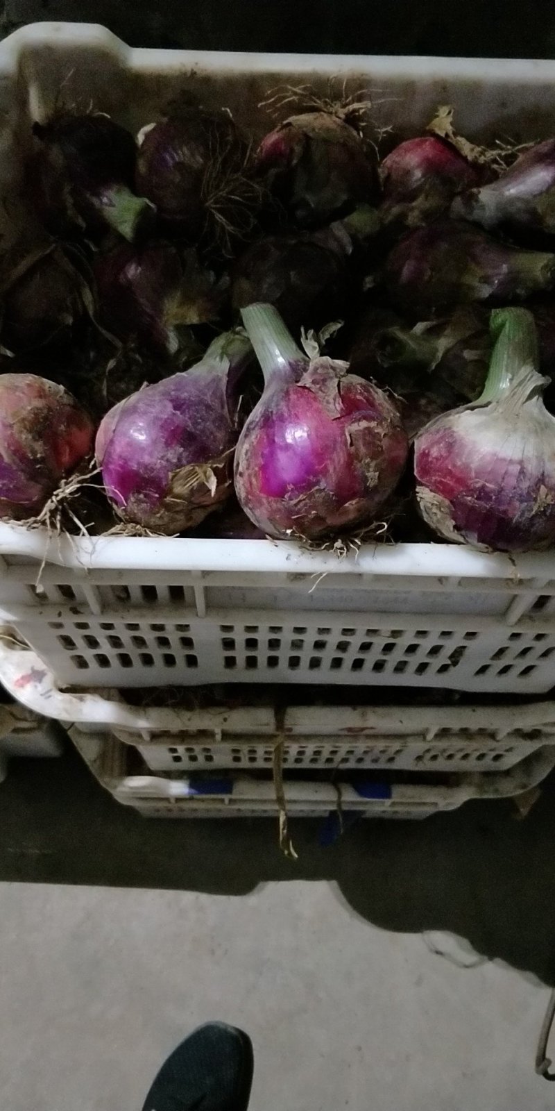 红皮洋葱葱头二红洋葱