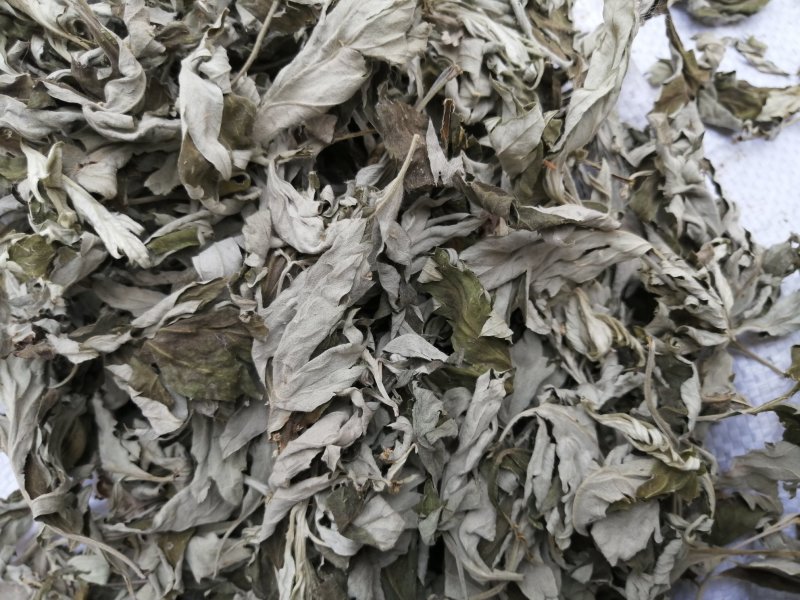 【热卖】大艾叶，常年有货，欢迎全国各地的老板来订购诚信