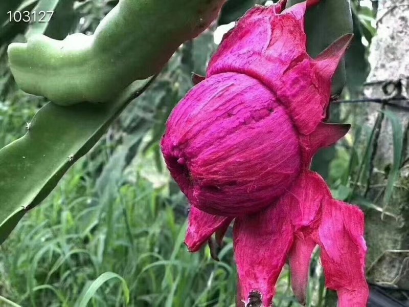 石屏好吃现摘现发的新鲜火龙果