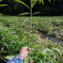 自家种植基地，产地直销，量大从优木荷防火线造林苗