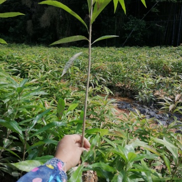 自家基地一手货源，产地直销，量大从优木荷防火线造林苗