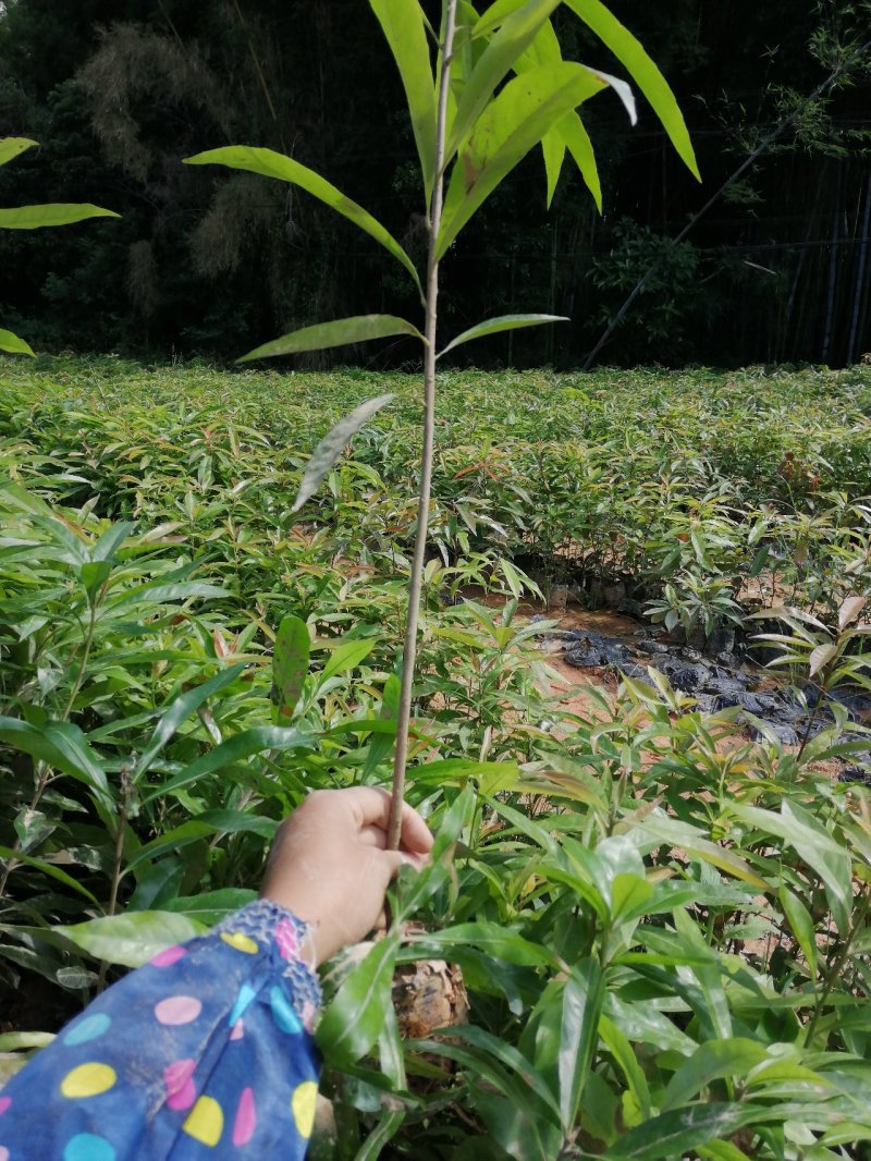 自家基地一手货源，产地直销，量大从优木荷防火线造林苗