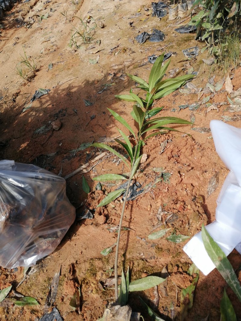 自家基地一手货源，产地直销，量大从优木荷防火线造林苗