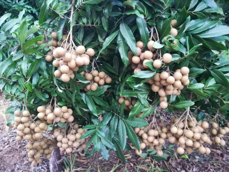 广东电白石硖储良龙眼精品大量上市