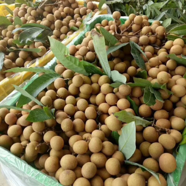 广东电白石硖储良龙眼精品大量上市