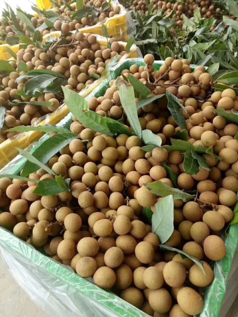 广东电白石硖储良龙眼精品大量上市