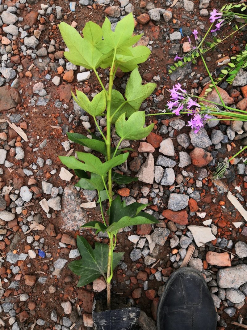 熊掌木八角金盘耐荫植物