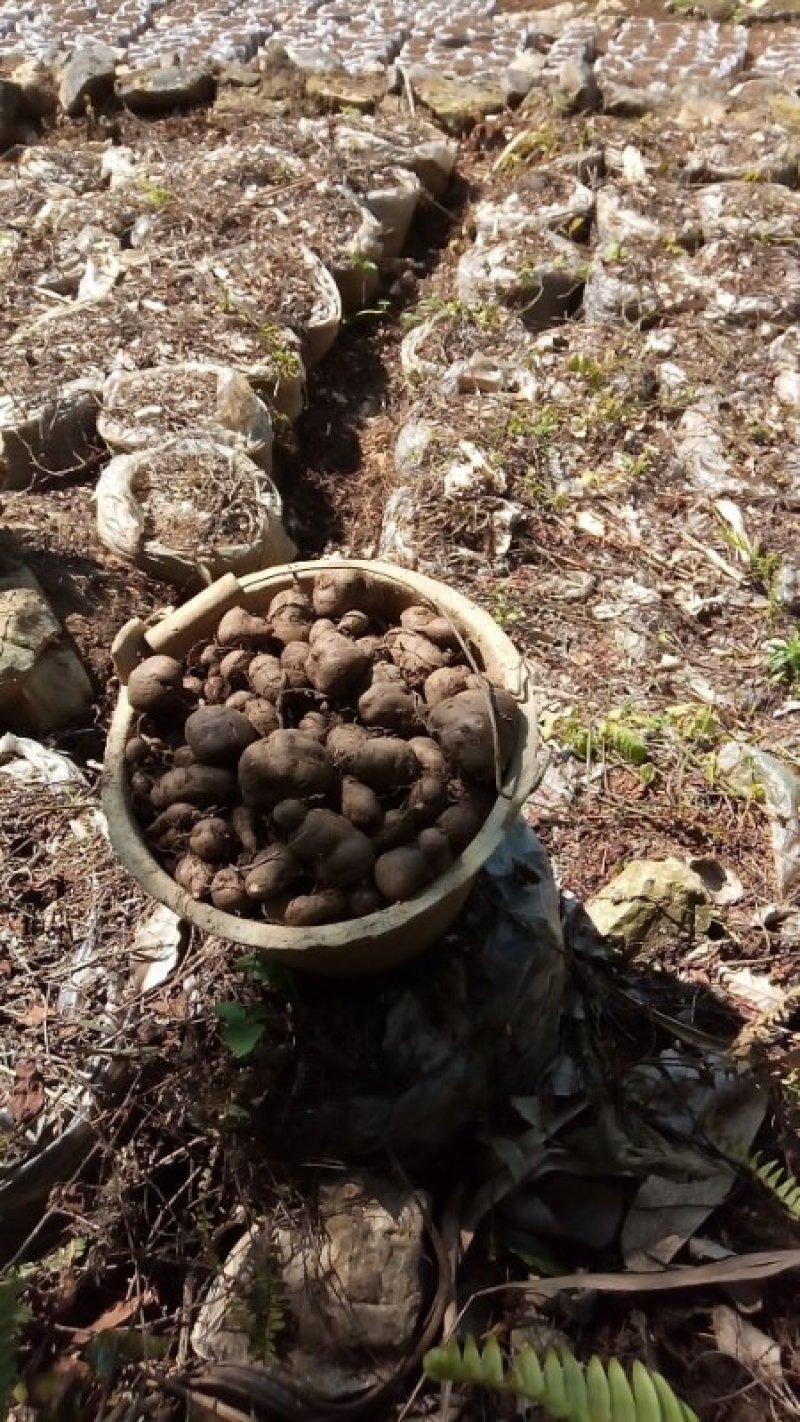 中药材三叶青又名金线吊葫芦鲜货全国包邮欢迎选购