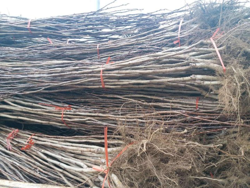 黄山楂苗，蓝山楂新品种包结果，包品种现挖现发包邮到家