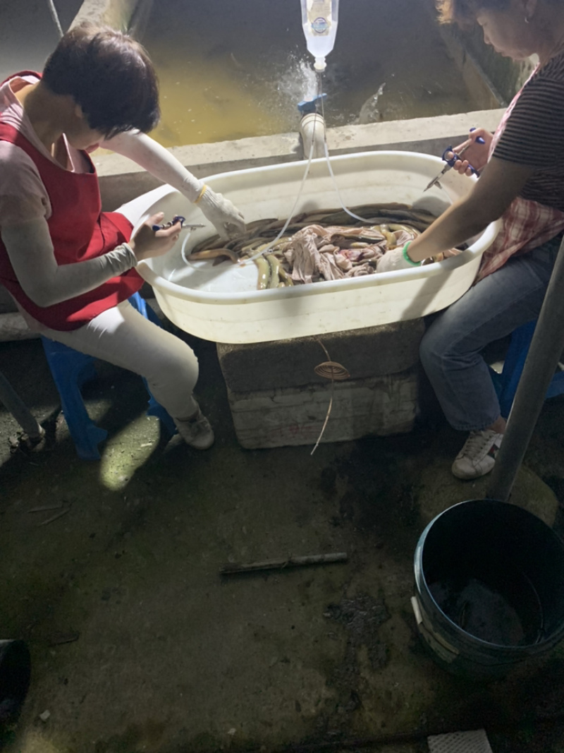 台湾泥鳅苗水花片苗寸秒直销