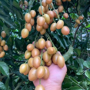 果园货也不多，黄皮