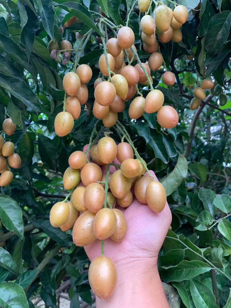 果园货也不多，黄皮