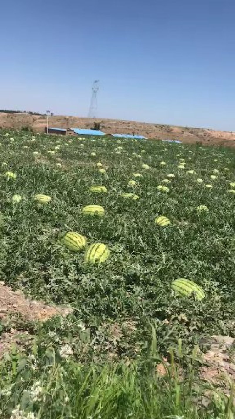 硒砂瓜美容养颜让你吃的舒服吃的开心吃过的都说好需要的