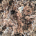 枇杷花茶【包邮】三斤起发货可批量可零售量大从优