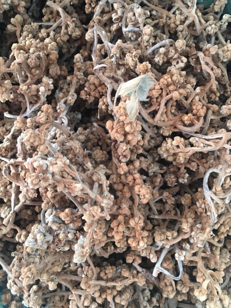 枇杷花茶【包邮】三斤起发货可批量可零售量大从优