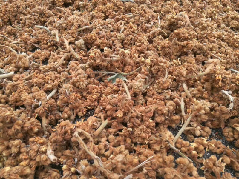 枇杷花茶【包邮】三斤起发货可批量可零售量大从优
