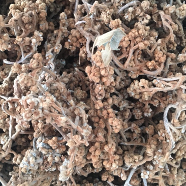 枇杷花茶【包邮】三斤起发货可批量可零售量大从优