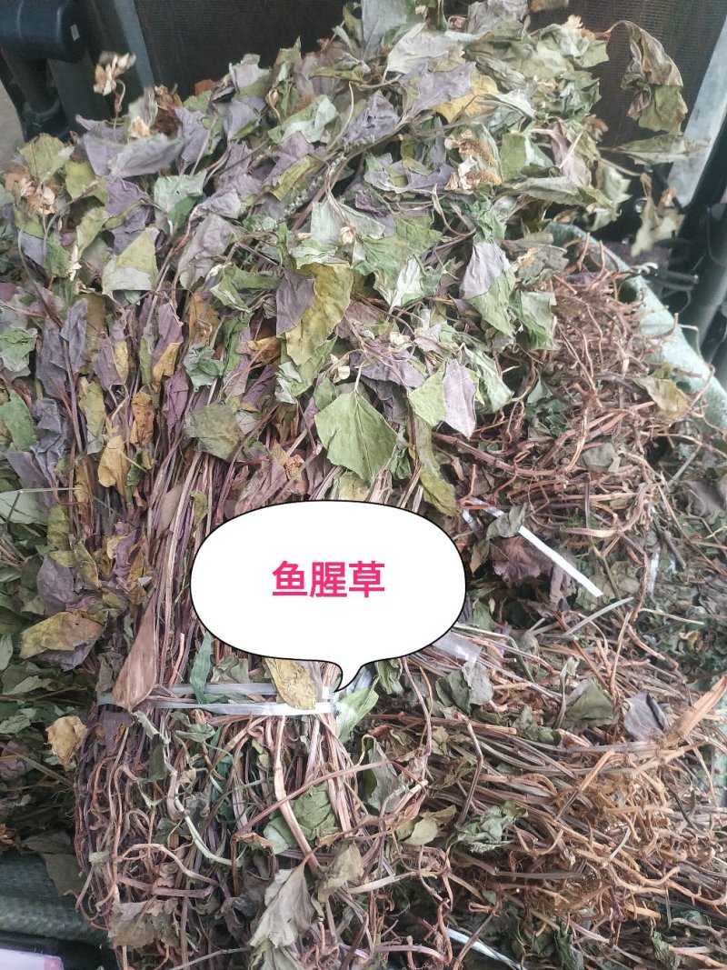 鱼腥草～新货～～切好的18～扎把20~量大优惠～