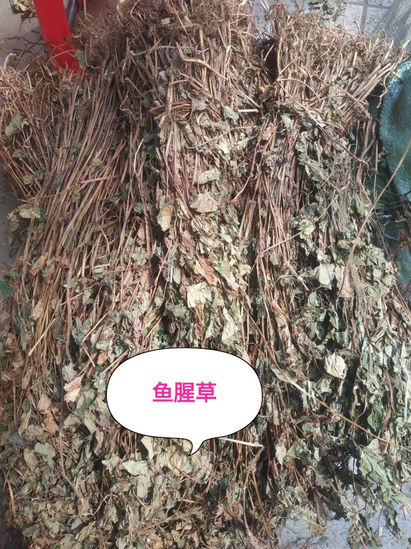鱼腥草～新货～～切好的18～扎把20~量大优惠～
