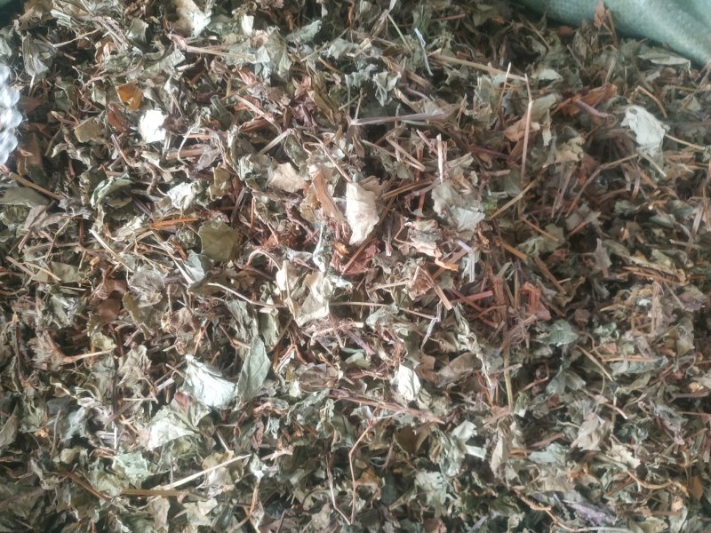 鱼腥草～新货～～切好的18～扎把20~量大优惠～