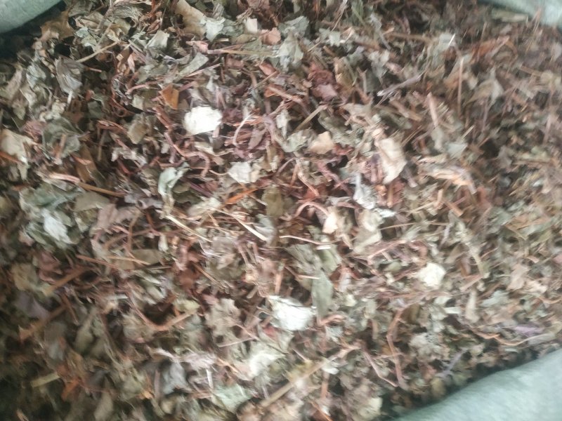 鱼腥草～新货～～切好的18～扎把20~量大优惠～
