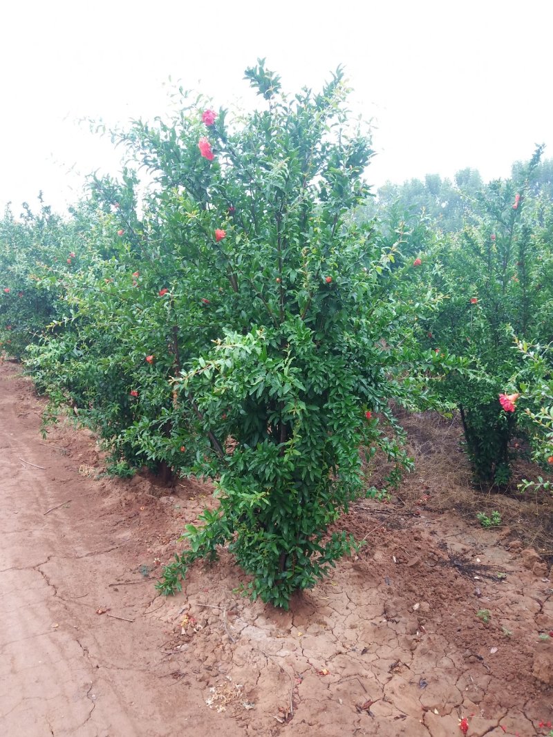花石榴，树树形优美2米到3.5高