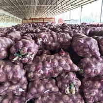 【紫皮洋葱】大量新鲜供应山东产地直发，品好价优对接全国