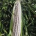 新鲜玉米山东玉米价格玉米批发早熟黏玉米