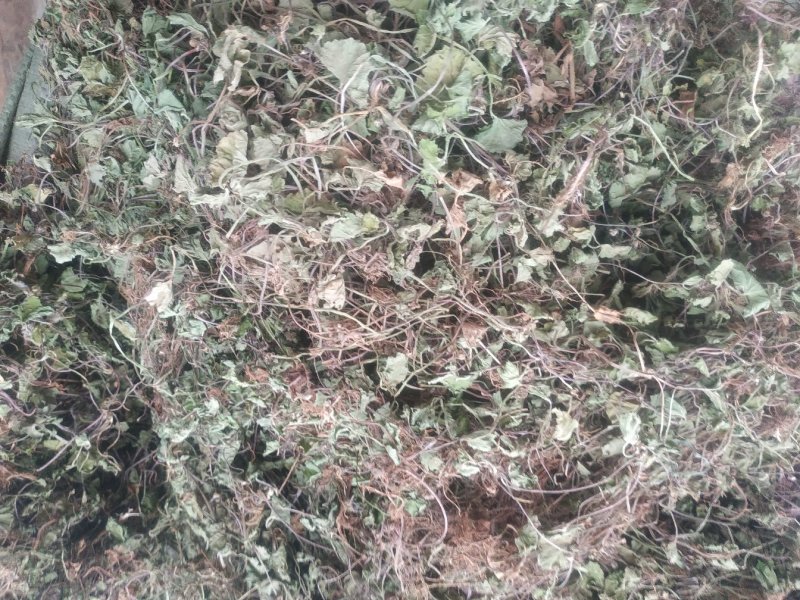 积雪草～雷公根～颜色青绿19～颜色没那绿16量大优惠～