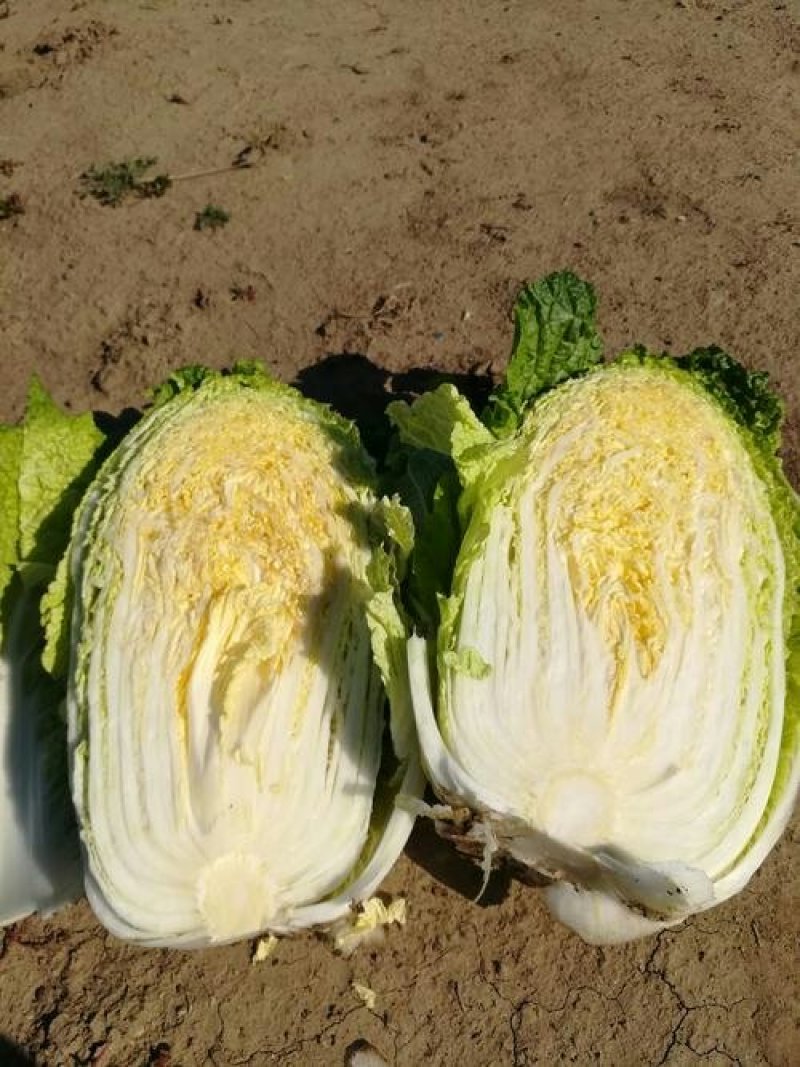 『精品』秋宝黄心白菜大白菜秋宝白菜个头大供货足