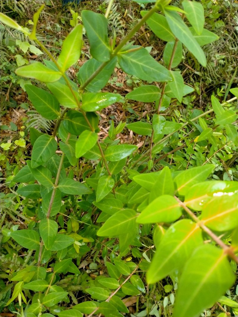 金丝梅，小株，中株，大株，下山桩